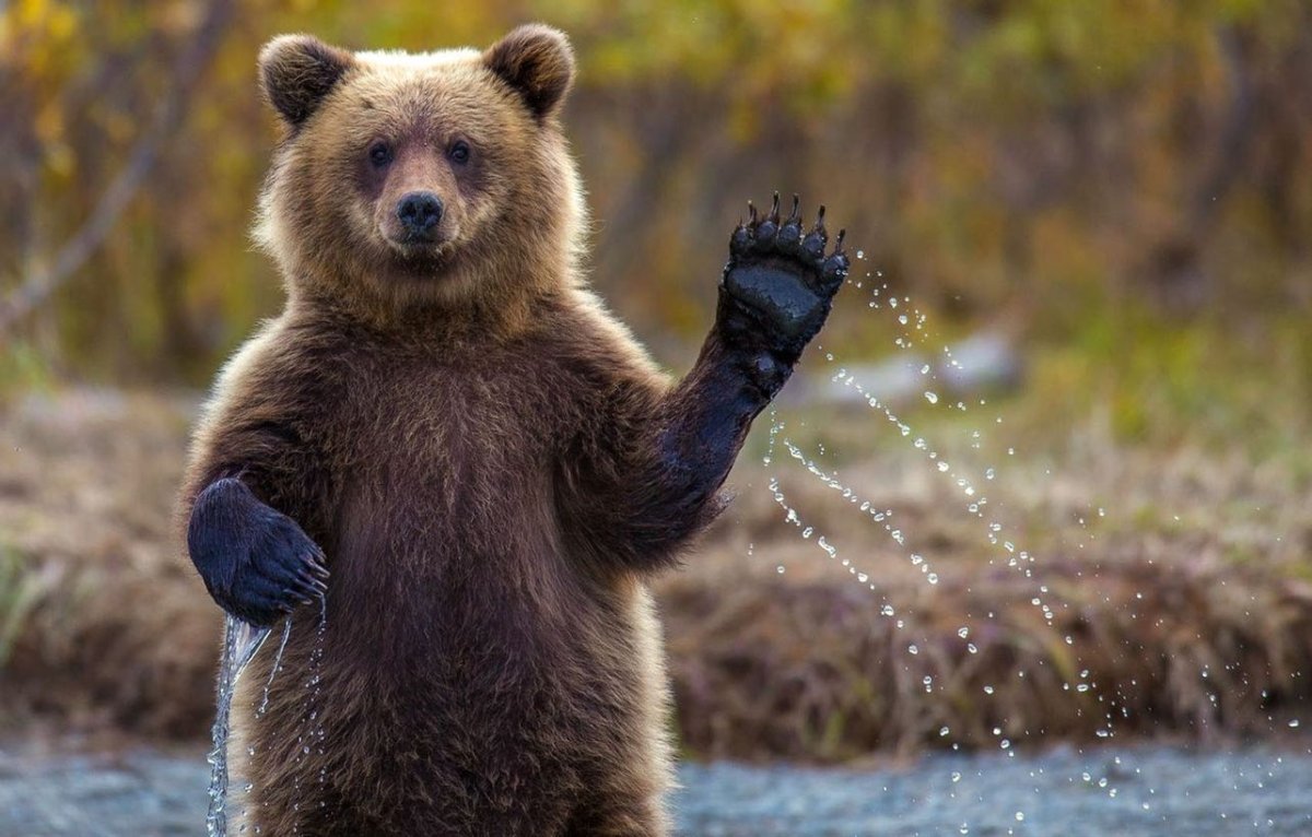 Медведь Гризли