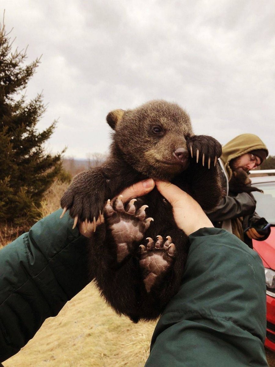 Пухлый медведь