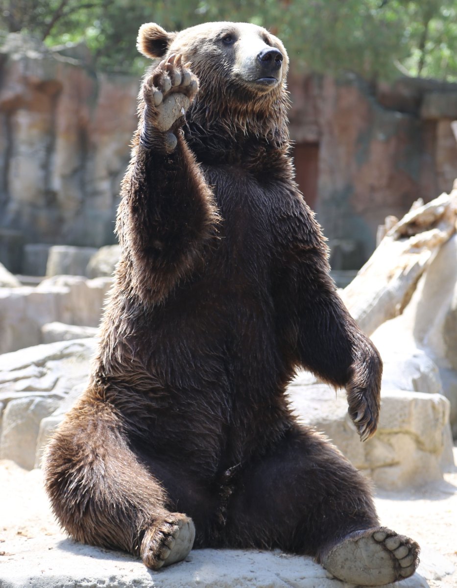 Довольный медведь