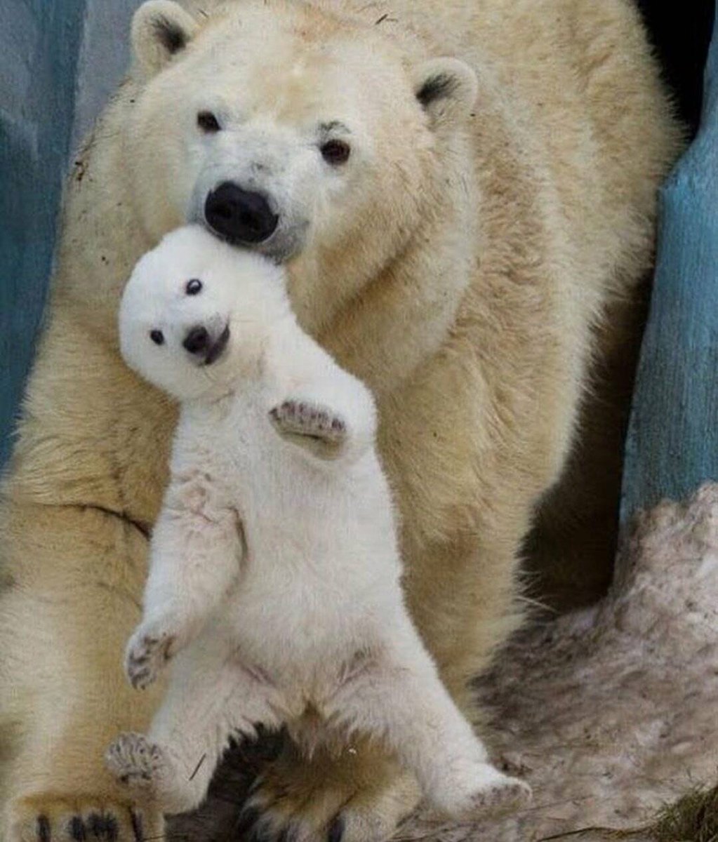 Крутой медведь