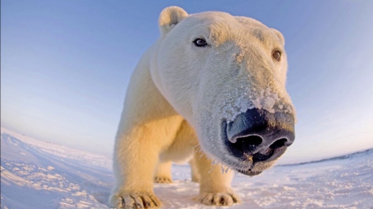 Медведь радуется