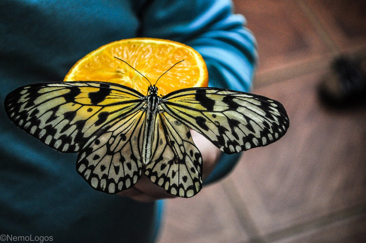 Аполлон Фельдера бабочка