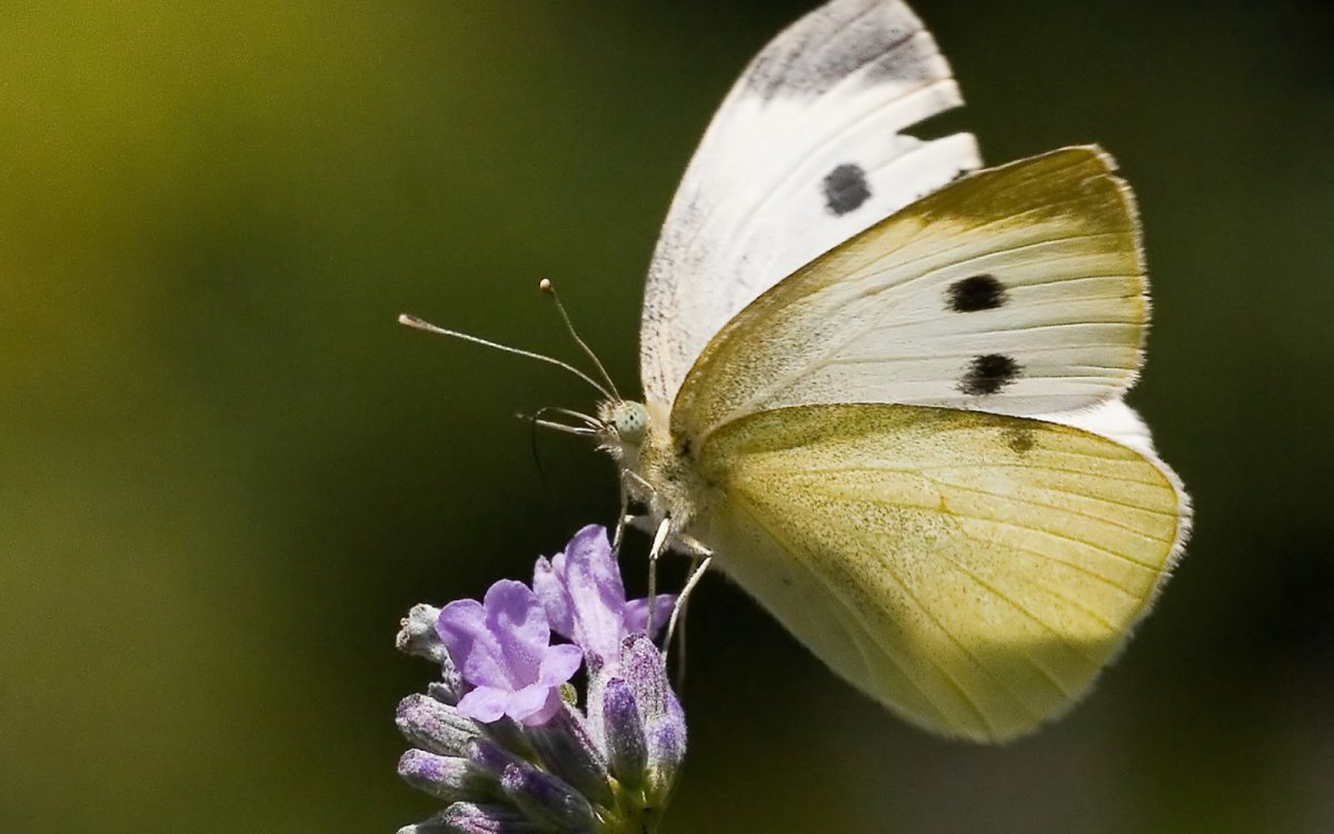 Бабочка Махаон Адмирал