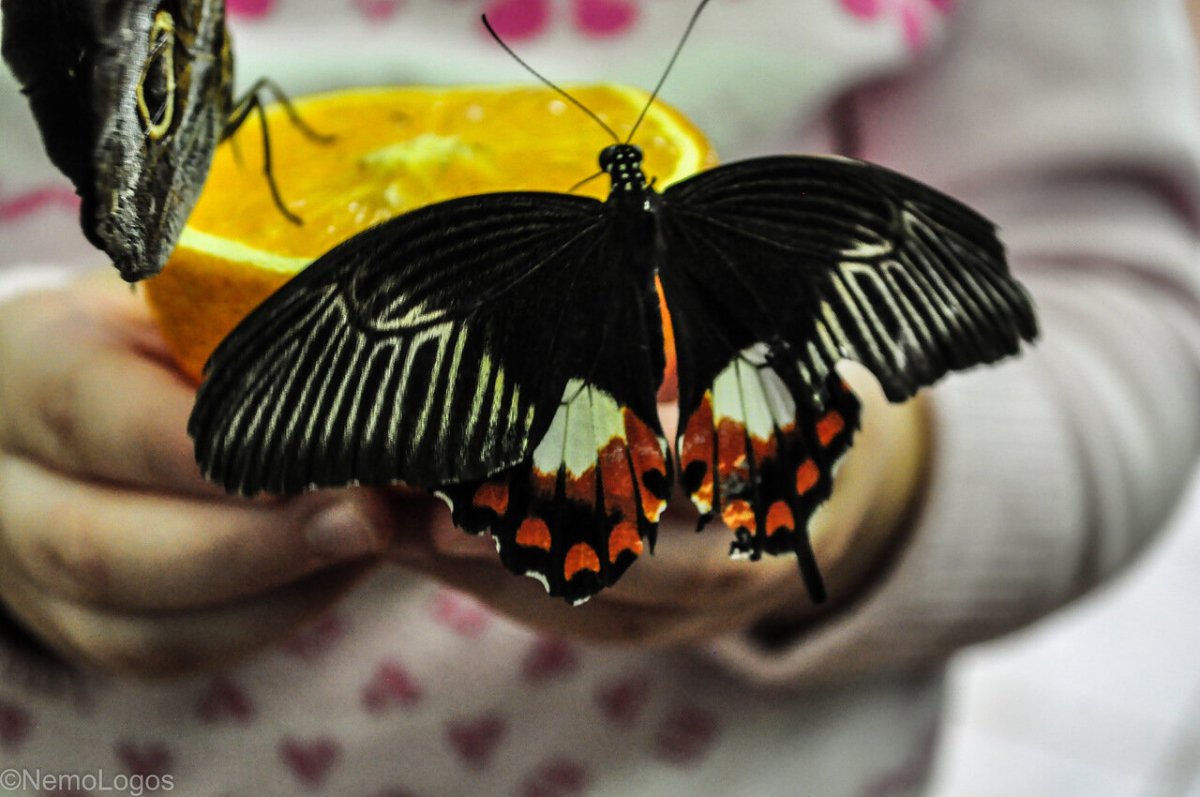 Необычные бабочки