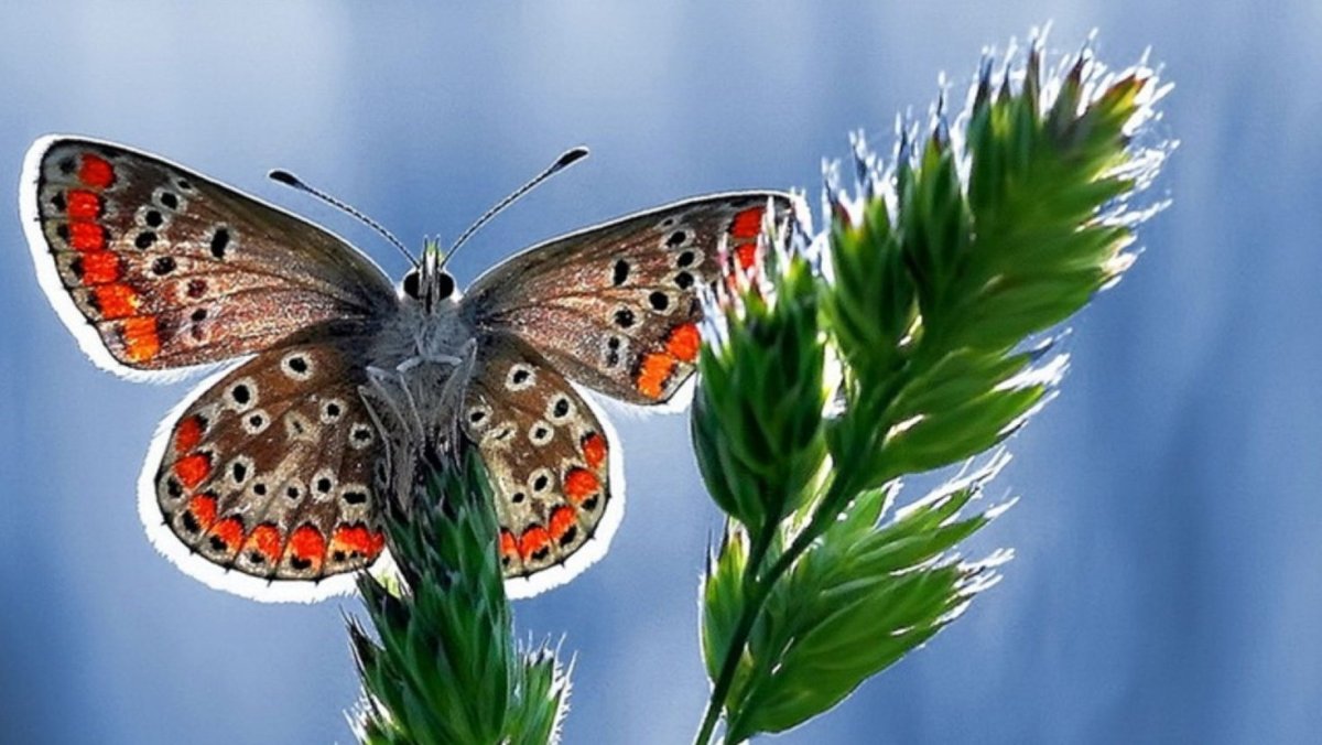 Ночная бабочка Бражник глазчатый