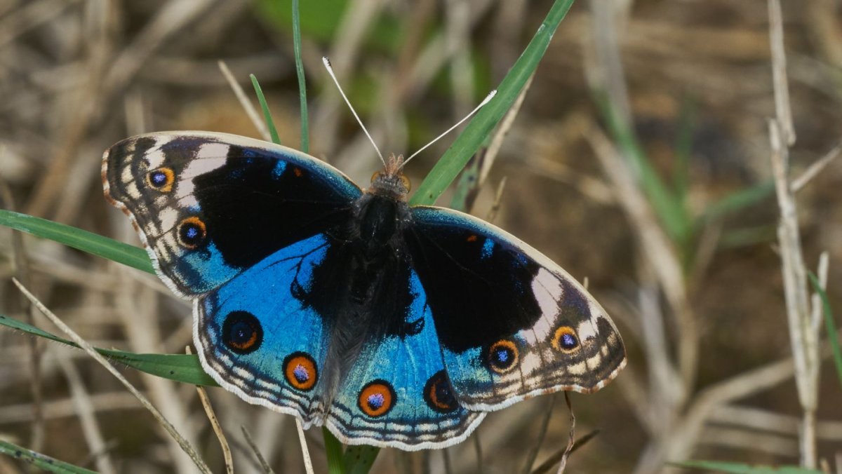 Бабочка Junonia orithya