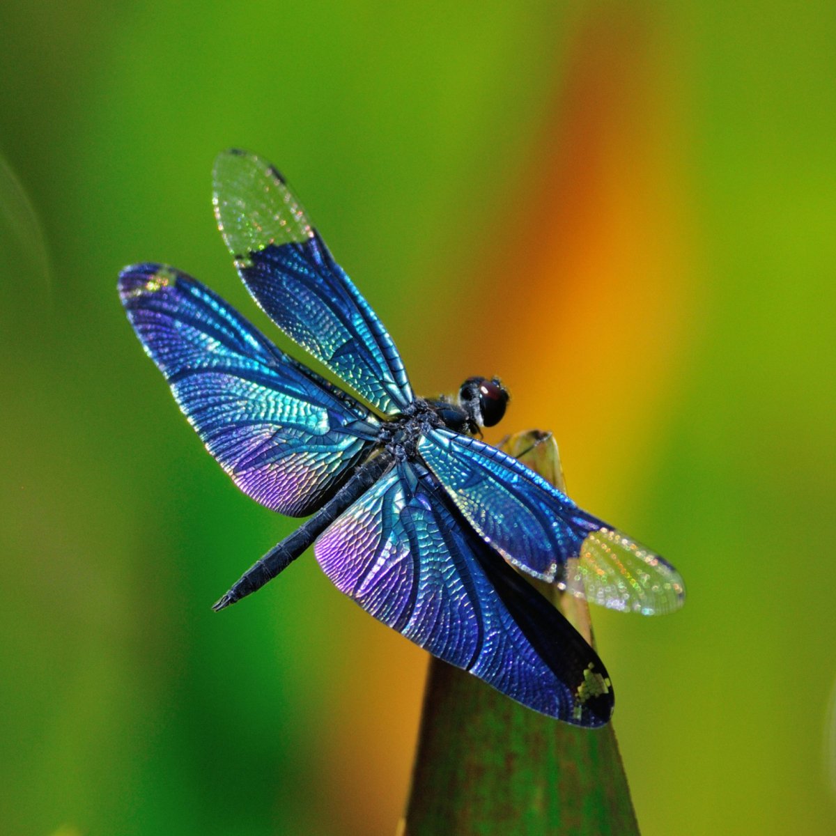 Бабочка языкан обыкновенный