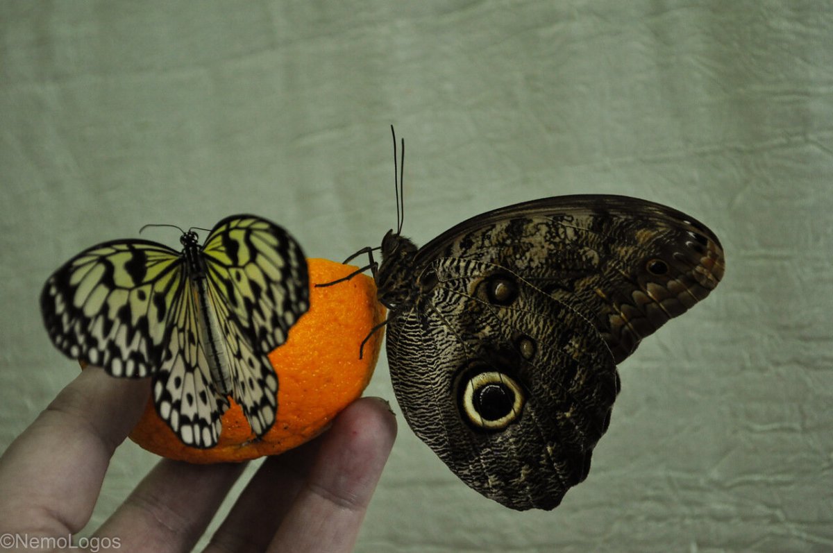 Западная многоцветница