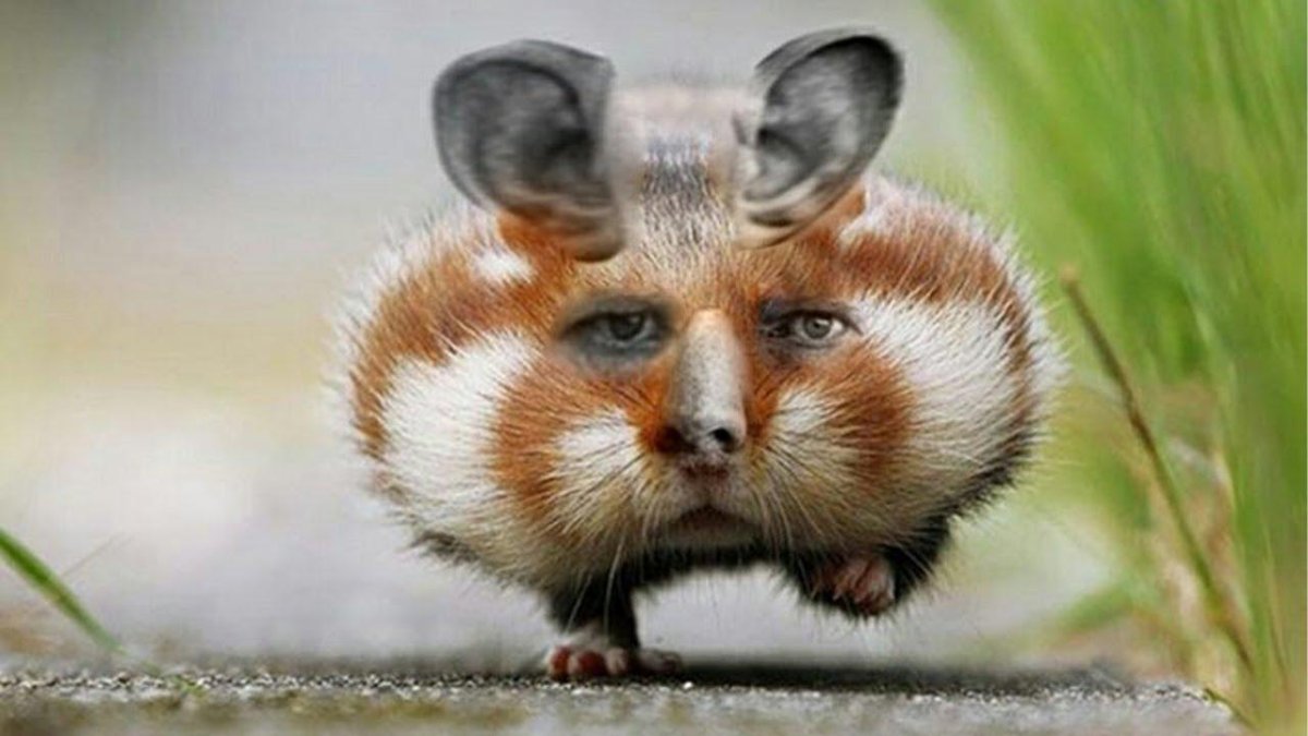 Щеки животных