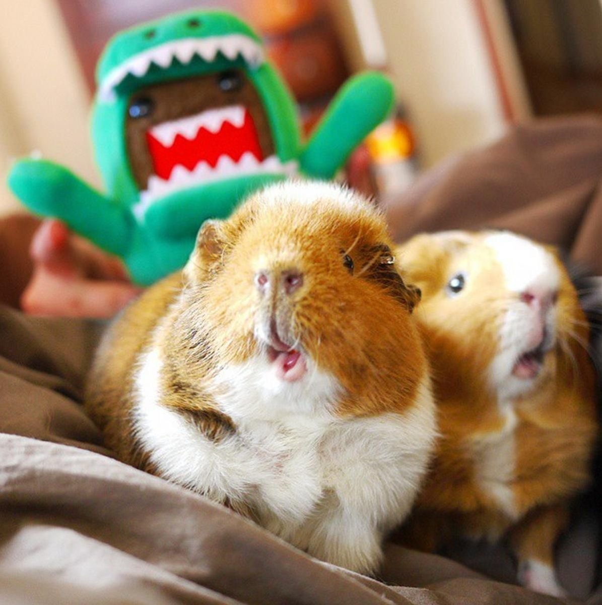 Милые морские свинки