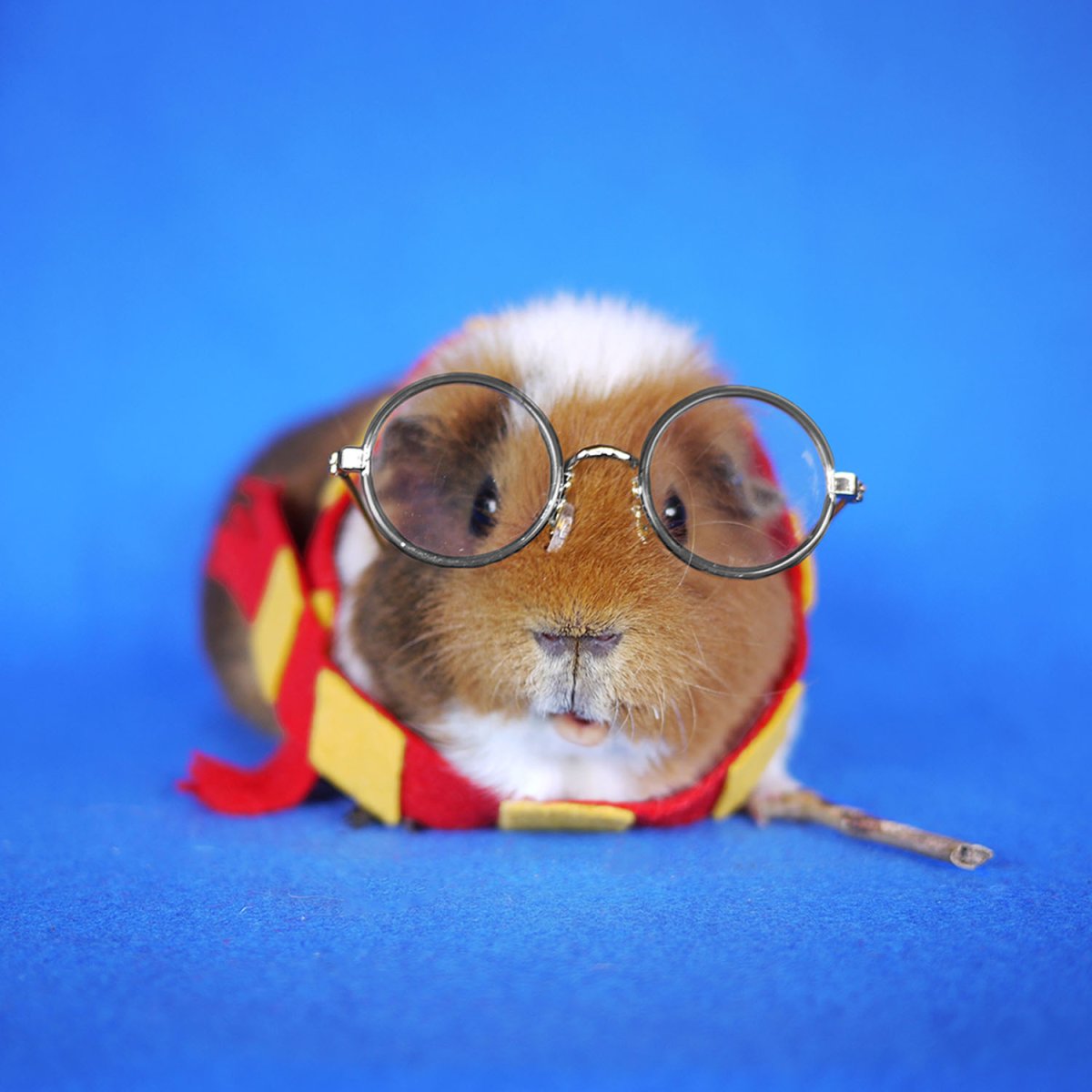 Хомячок в очках