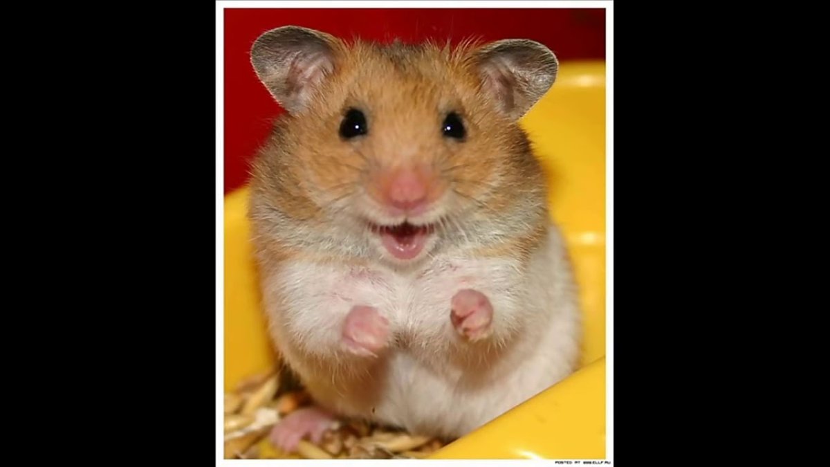 Хомяки приколы