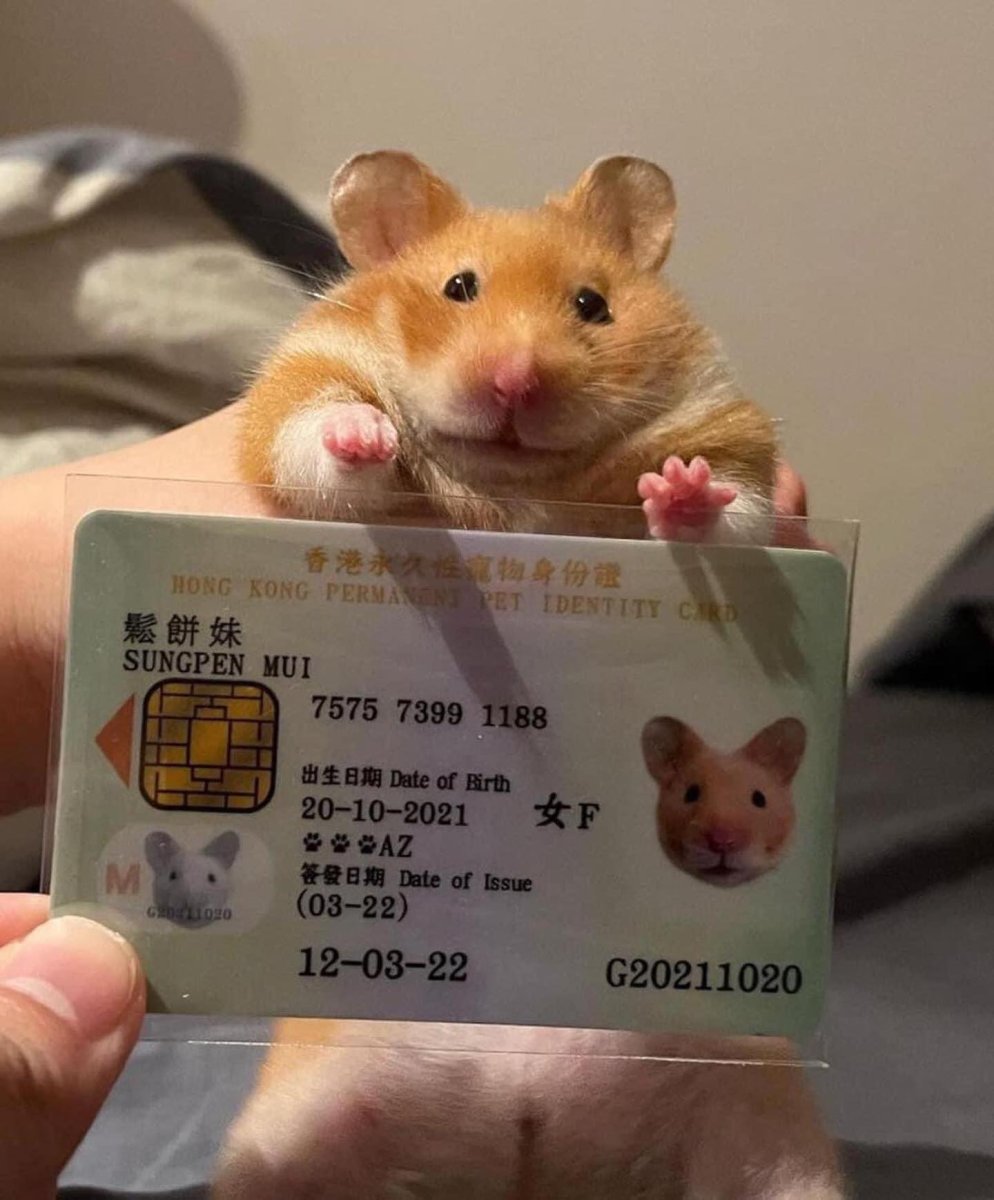 Золотой хомяк фото