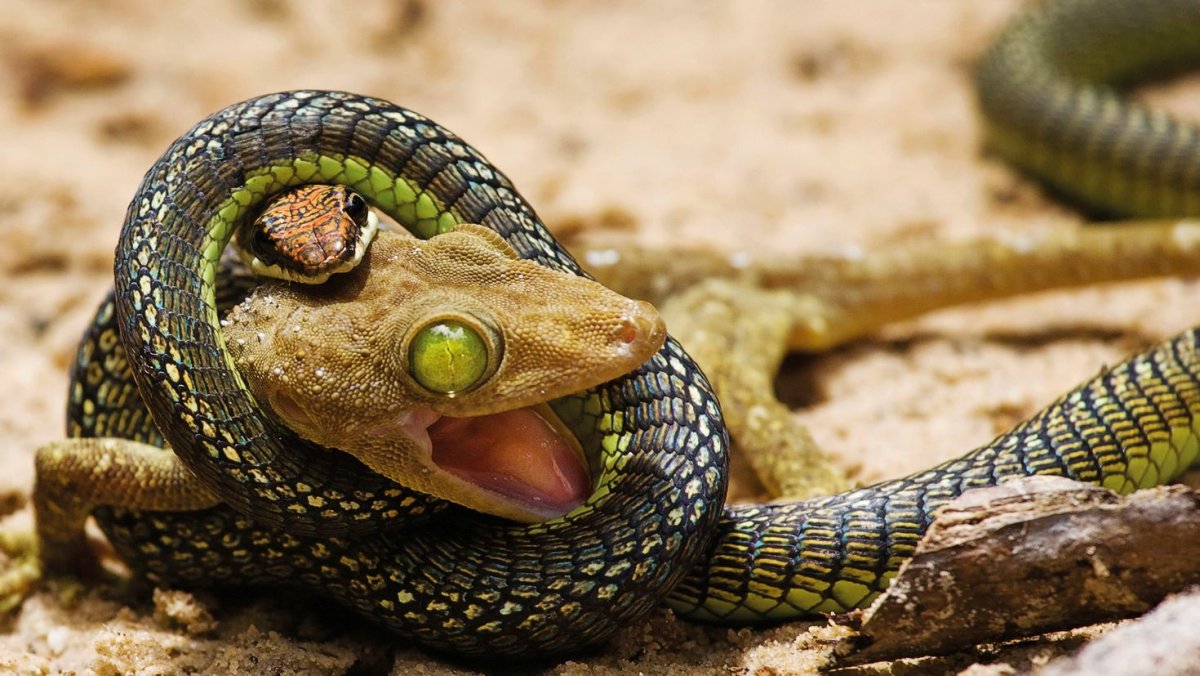 Желтопузик ящерица или змея