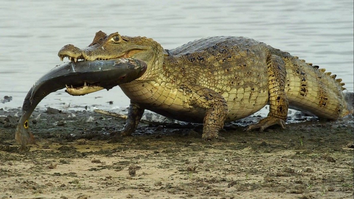 Гребнистый крокодил Рамри