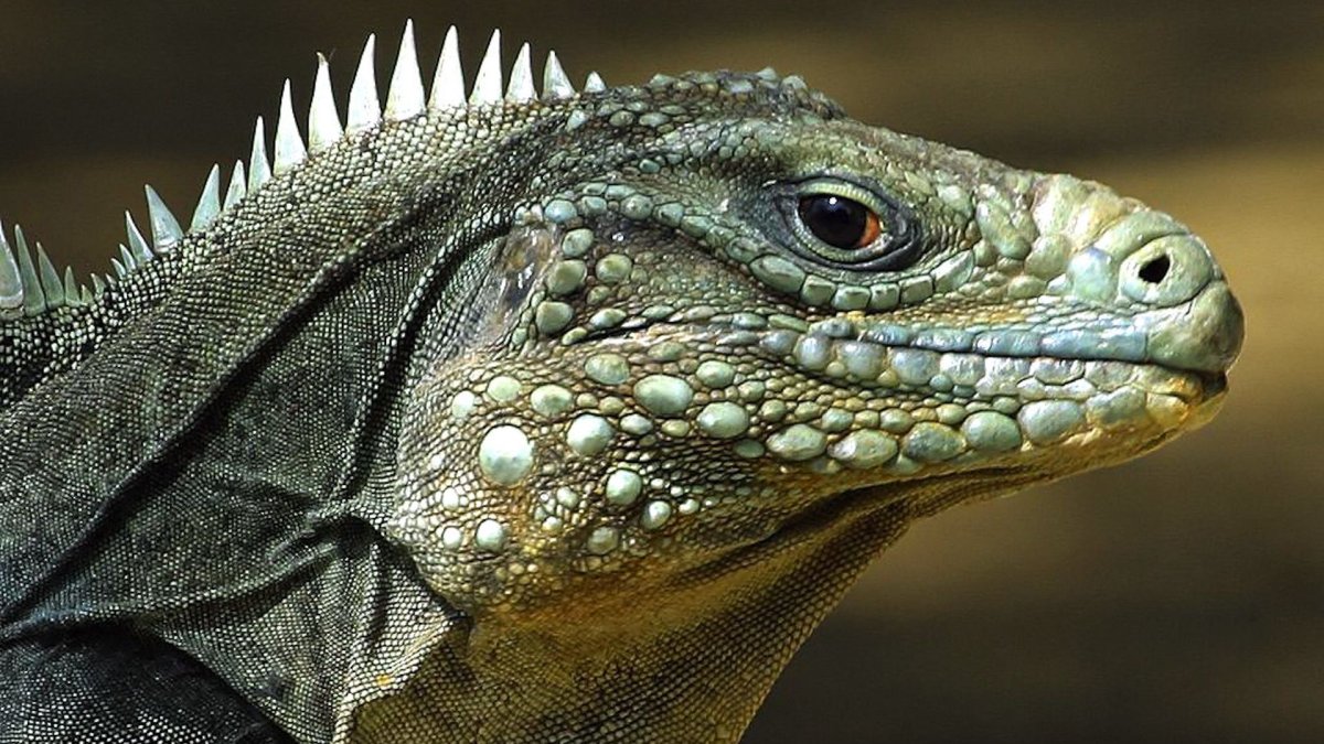 Пресмыкающиеся Варан