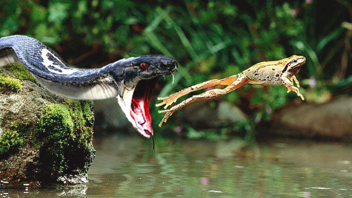 Королевская Кобра питание