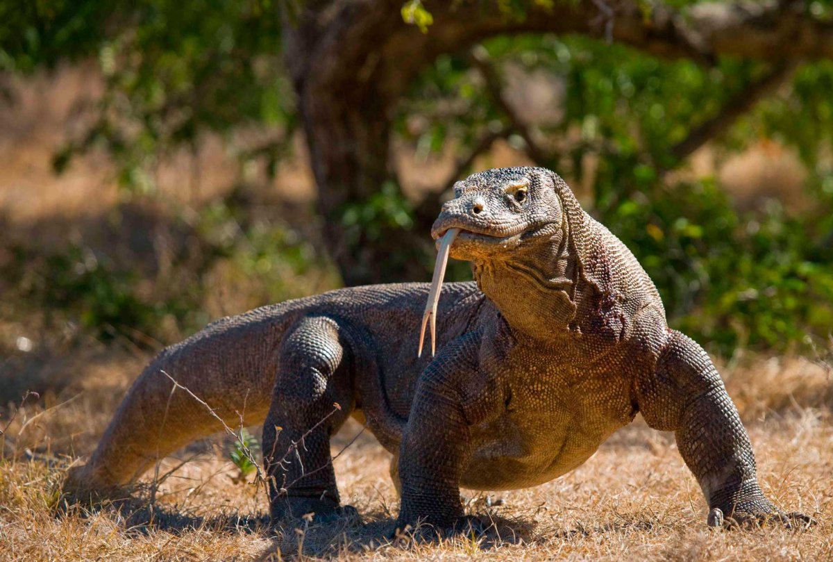 Комодский Варан