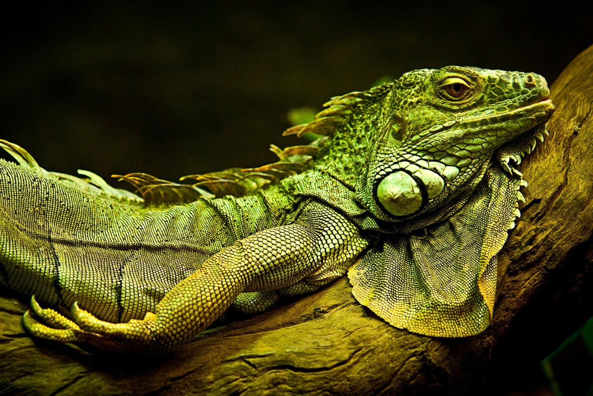 Чешуйчатые рептилии