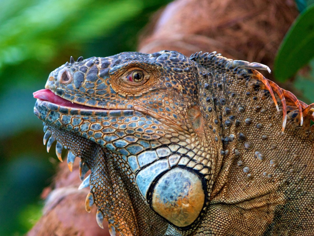 Ящерица дракон Варан