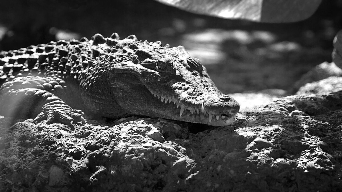 Гребнистый крокодил