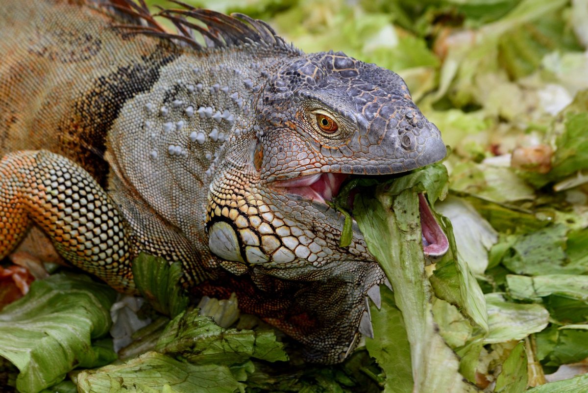 Игуана питание