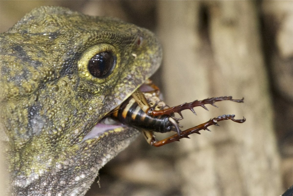 Клювоголовые гаттерия третий глаз