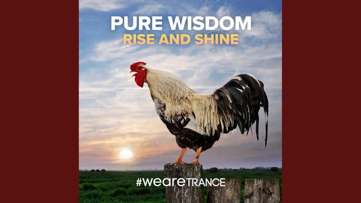 Петух на рассвете