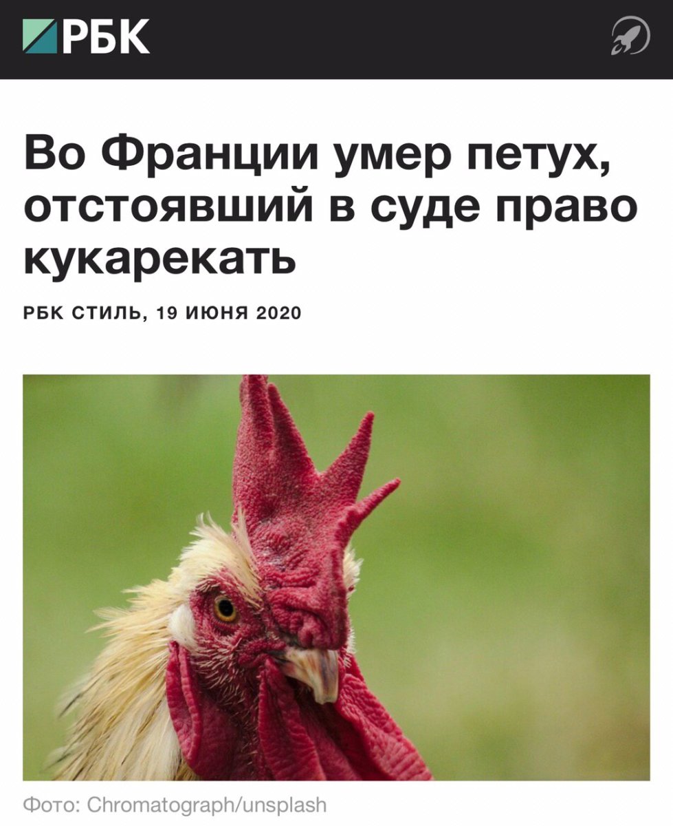 Петух кукарекает утром