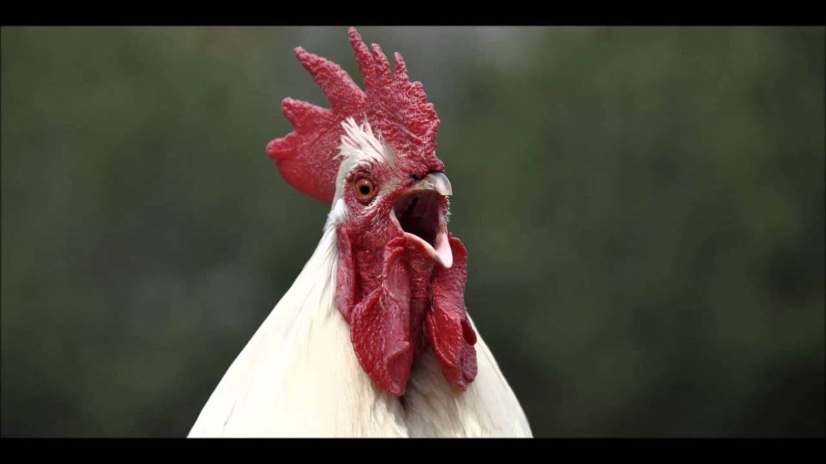 Гребень петуха