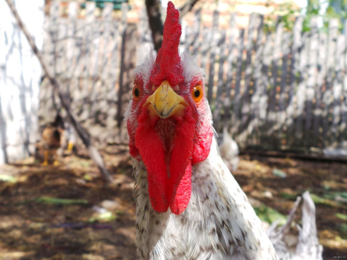 Петух в ФАС