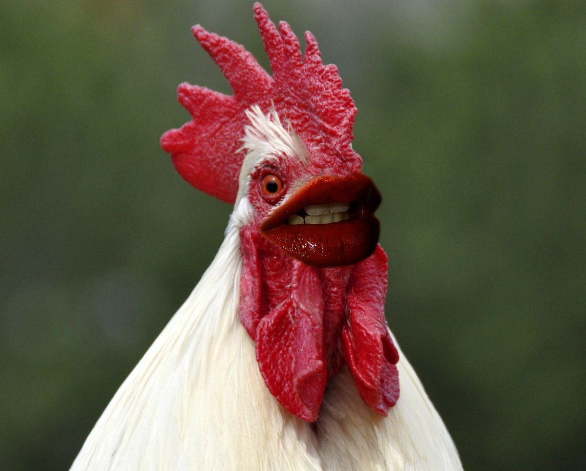 Петух смеется