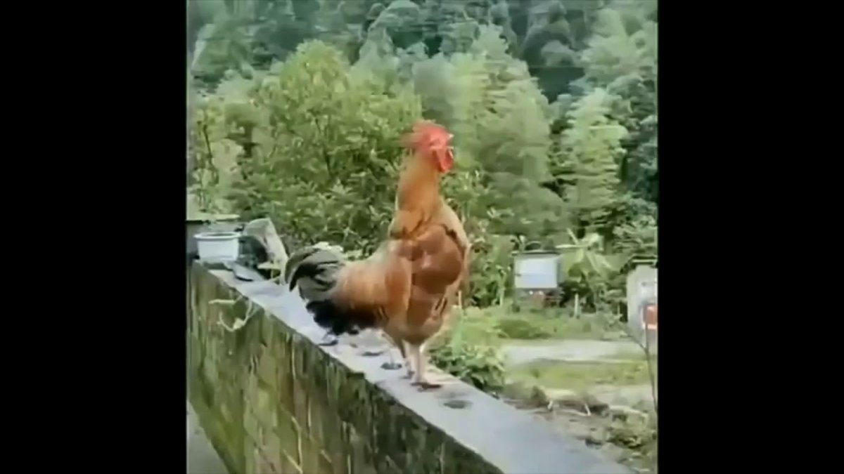 Петух плачет фото