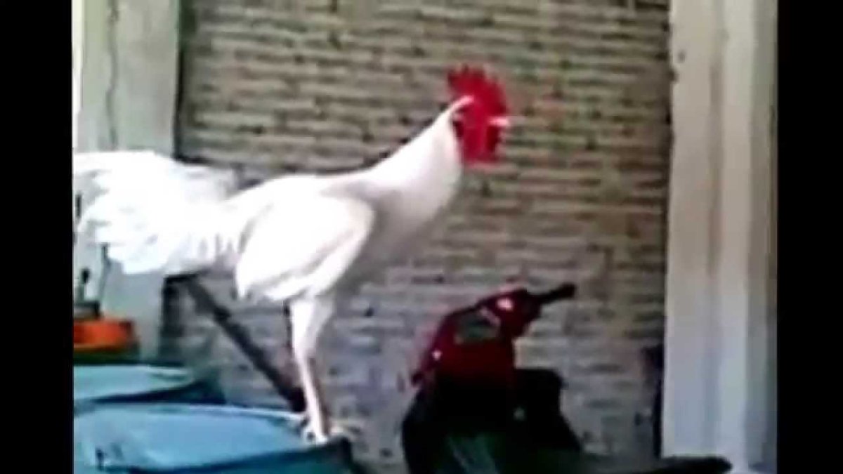 Хохол петух