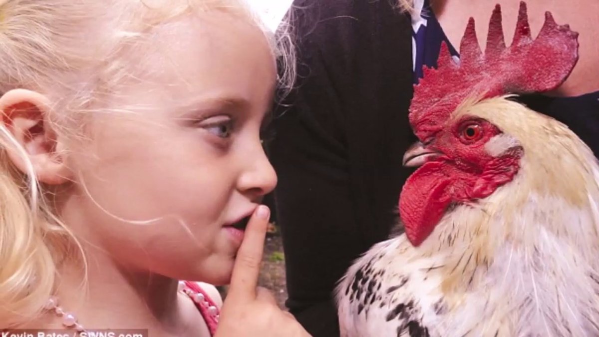 Грустная курица