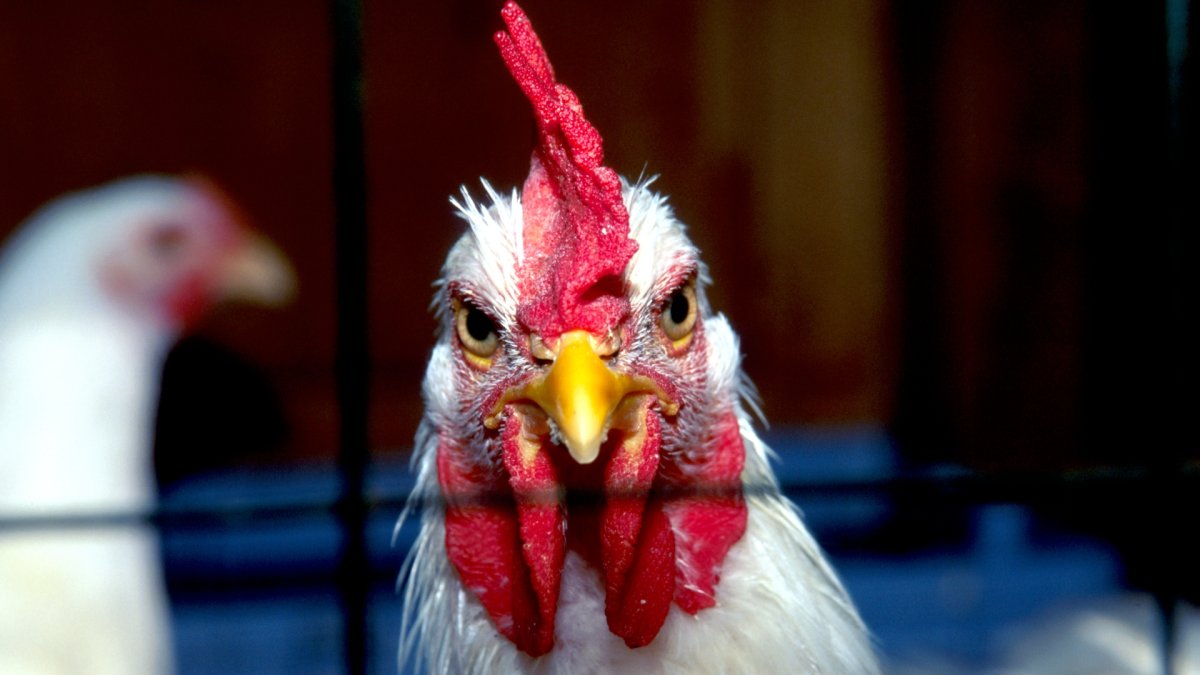 Петух голосит