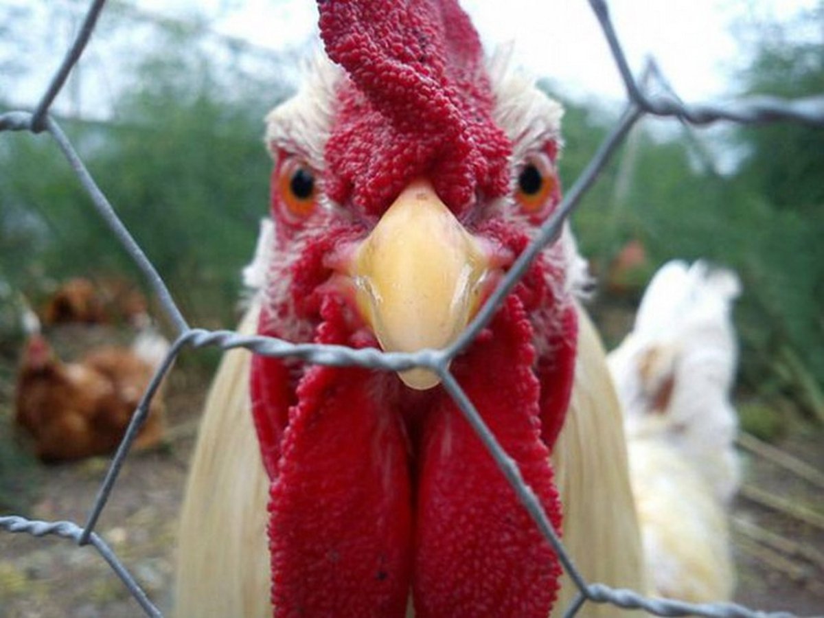 Курица безмозглая