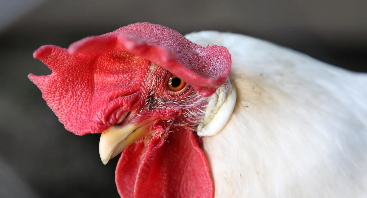 Грустный петух