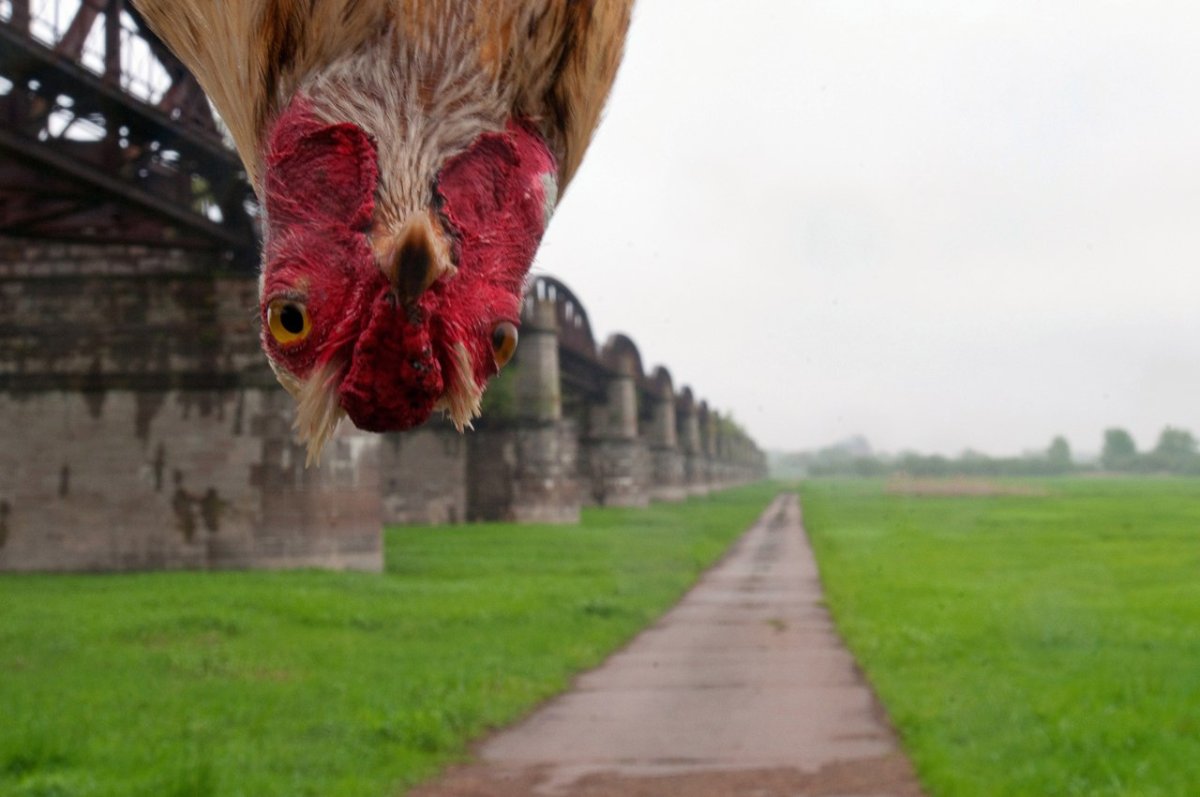 Курица в шоке