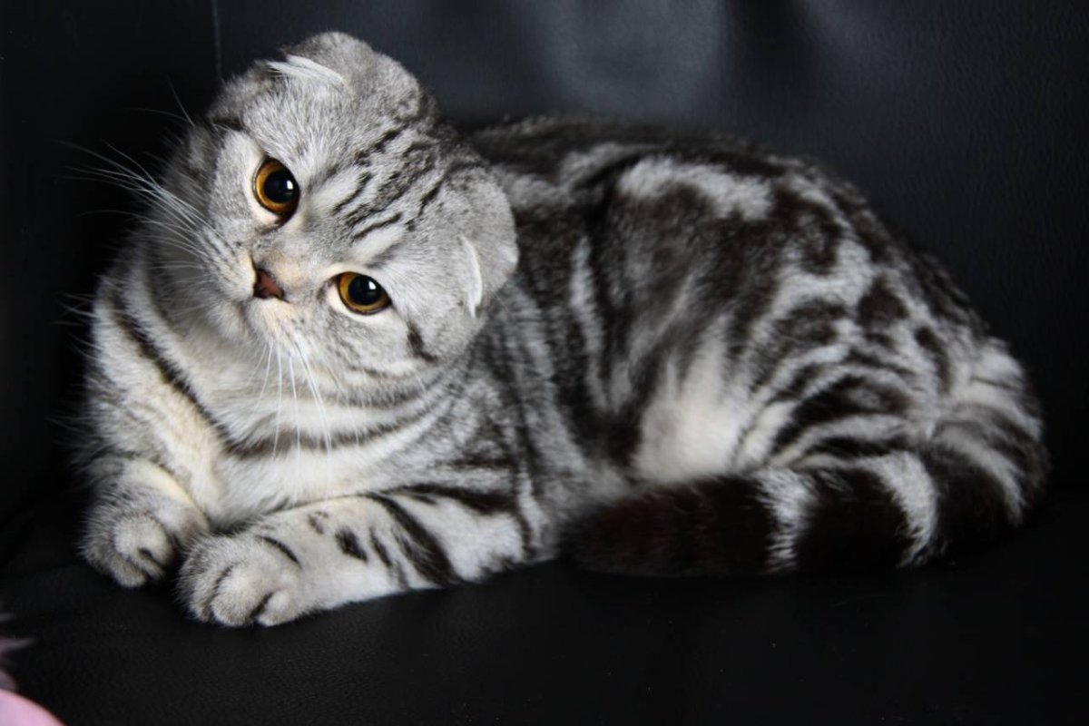 Кошки с короткими ушами