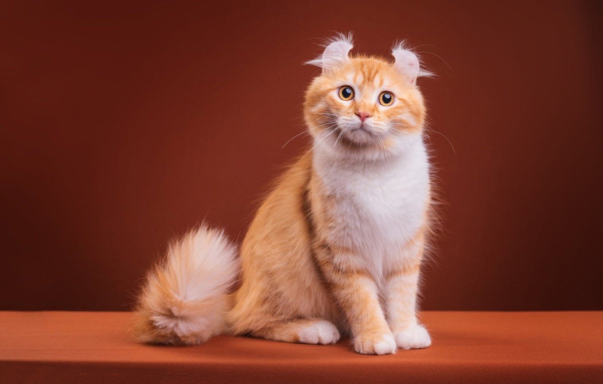 Скоттиш фолд рыжий