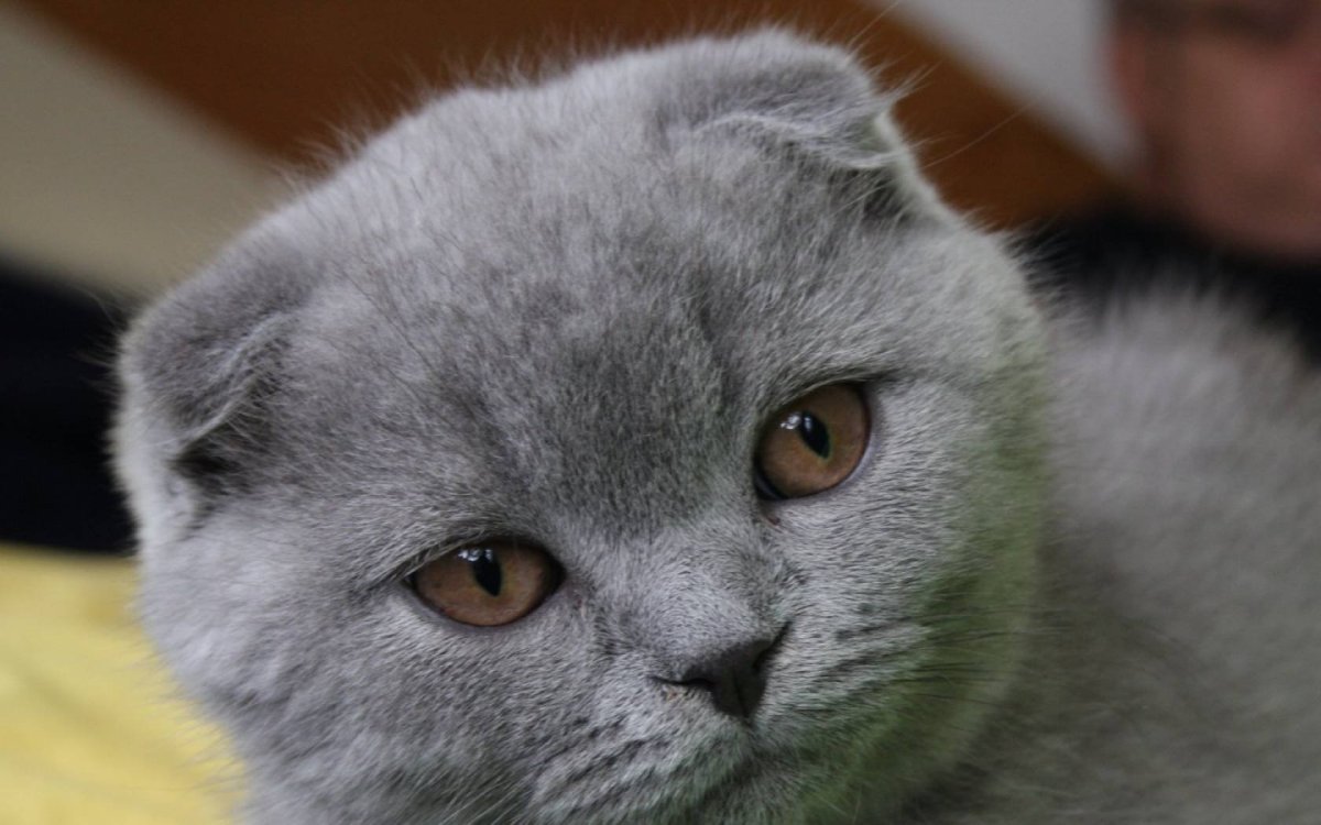 Котики Шотландские вислоухие