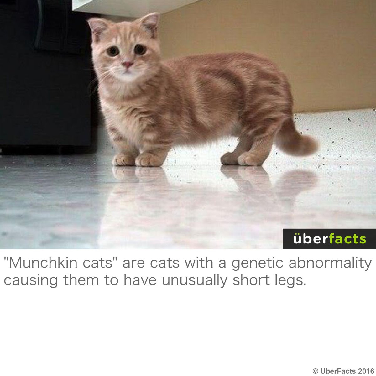 Кошка Манчкин котята