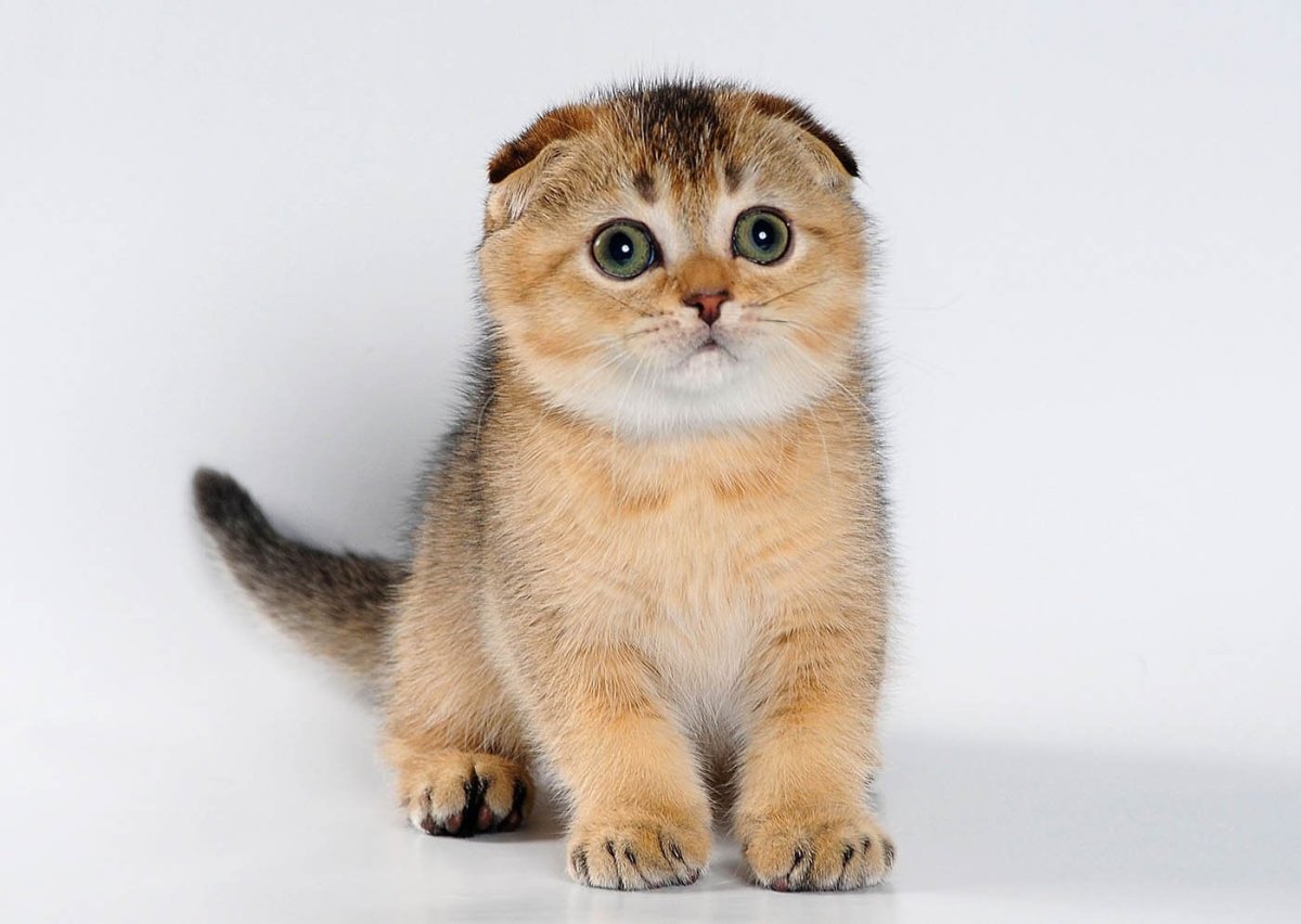 Шотландская вислоухая Золотая шиншилла