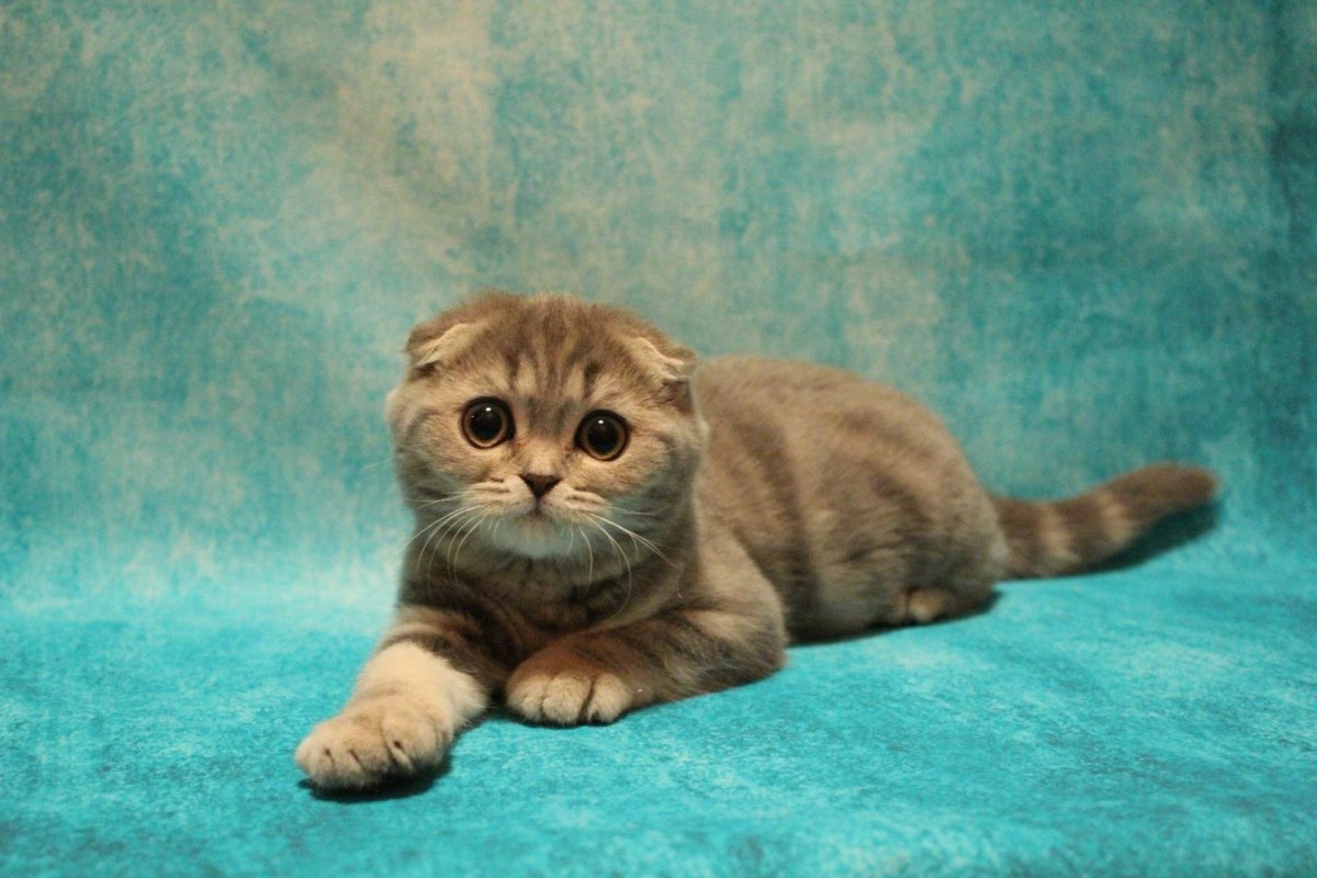 Скоттиш-фолд Шотландская вислоухая хвост