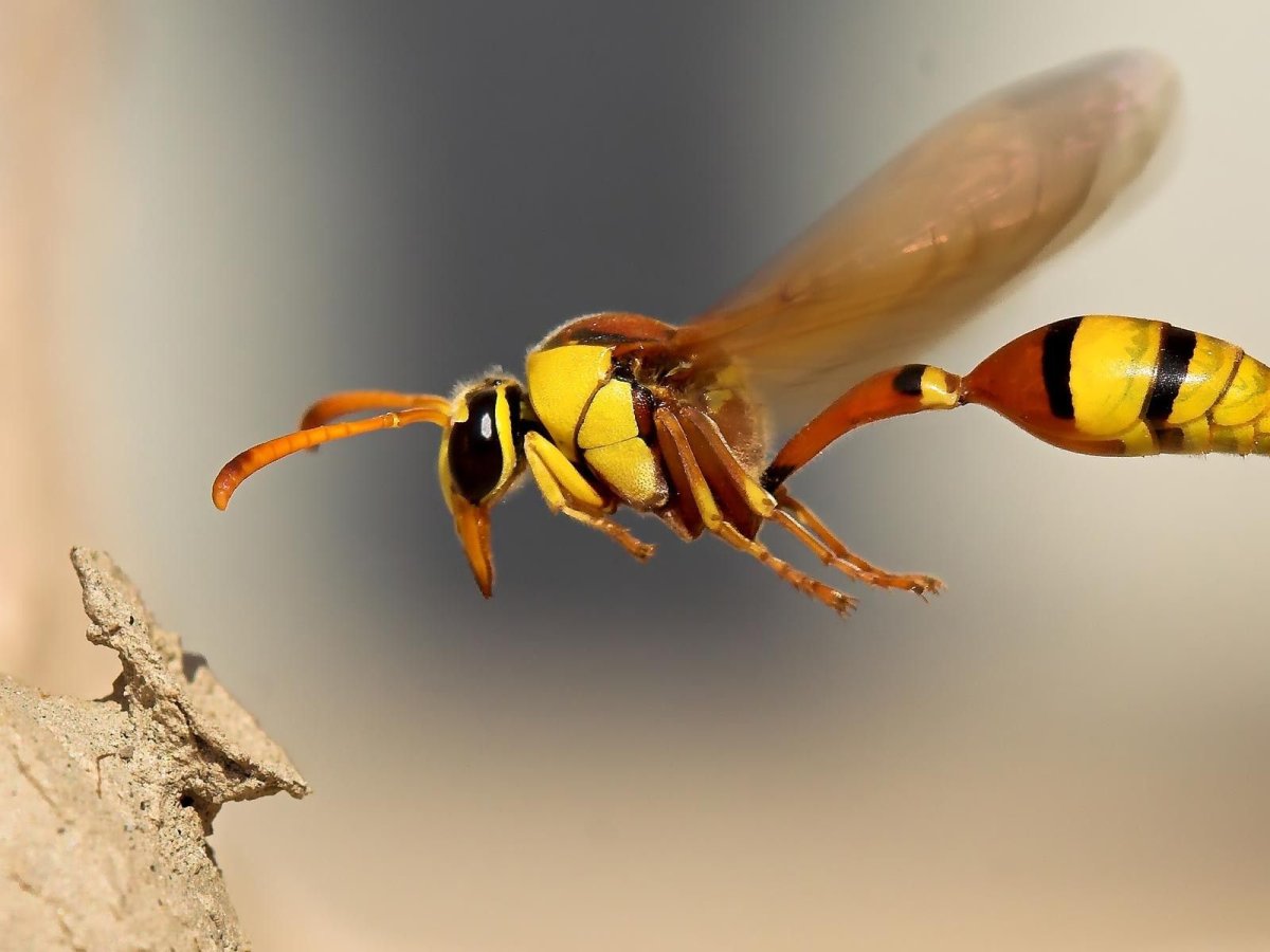 Оса пелопей