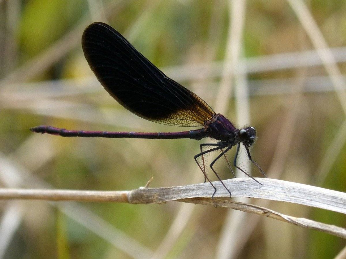Calopteryx haemorrhoidalis