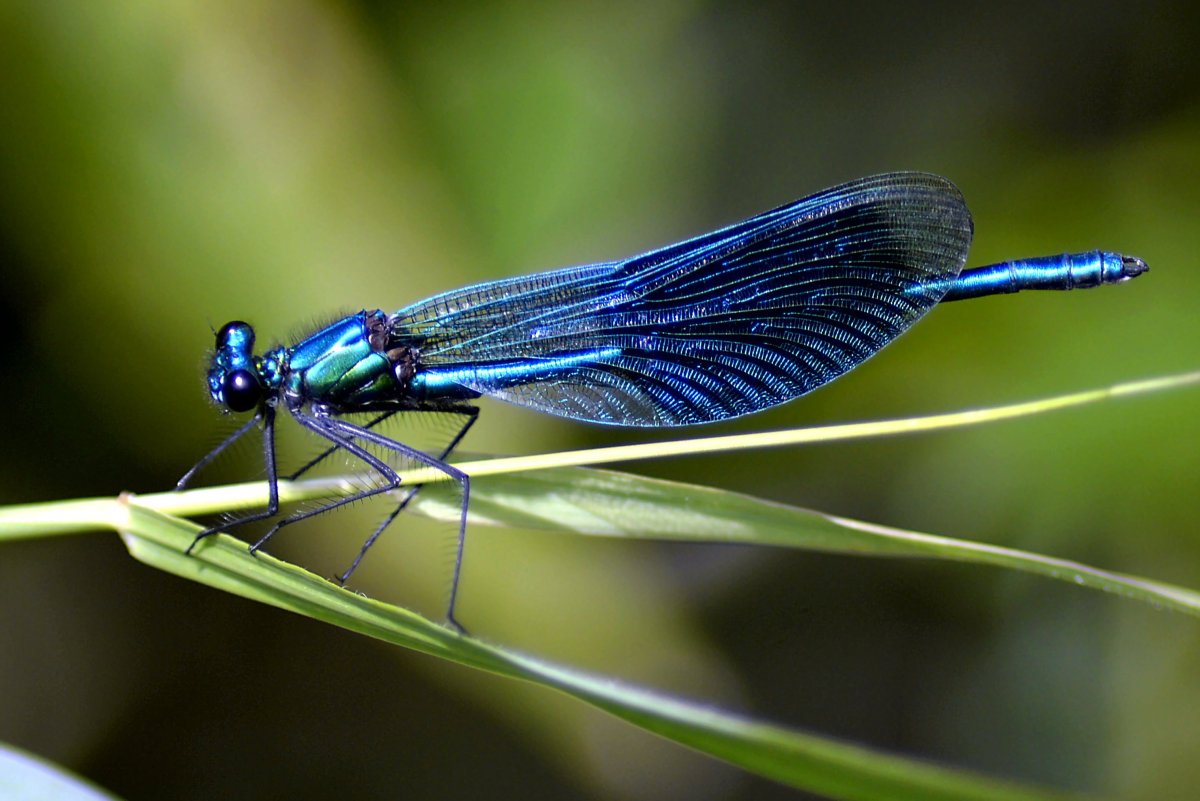 Blue Dragonfly Стрекоза