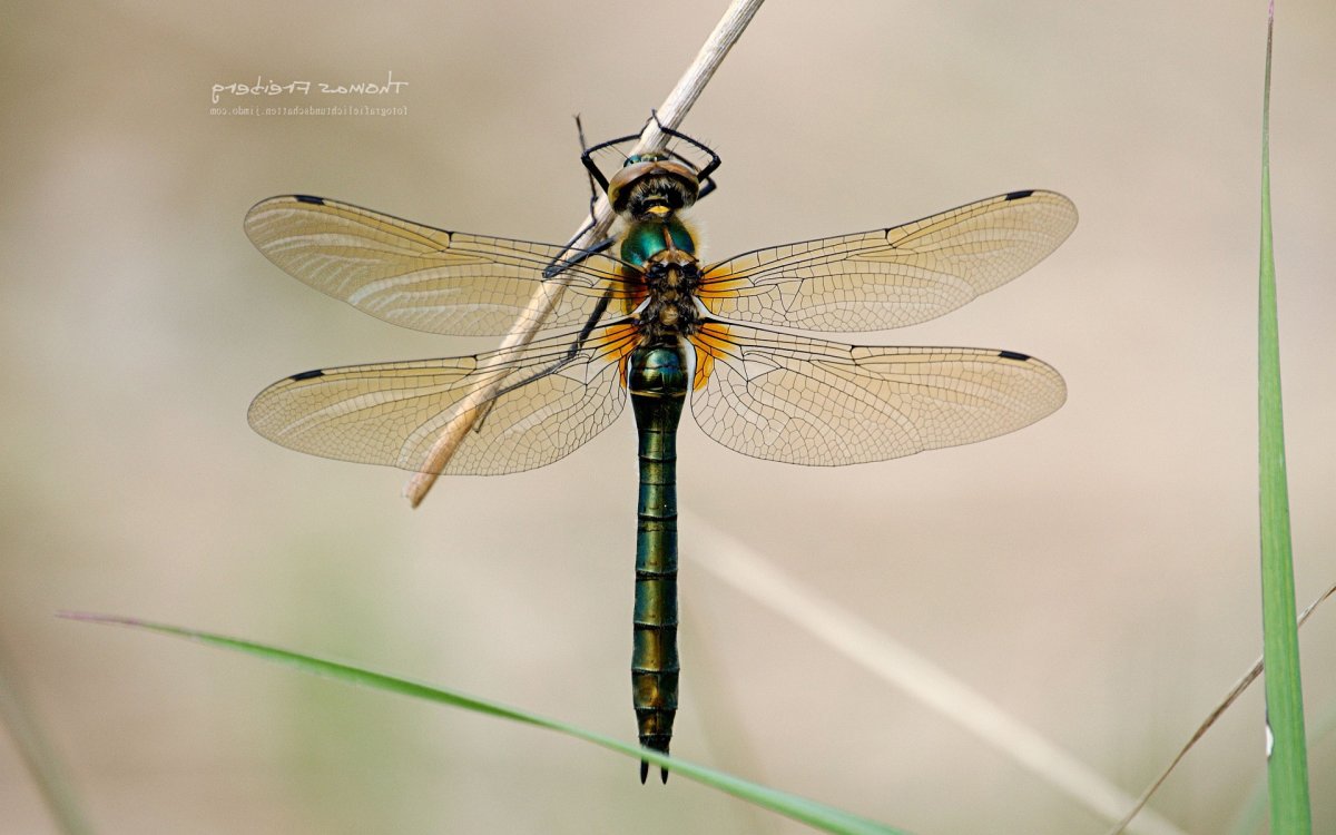 Стрекоза с зелеными крыльями