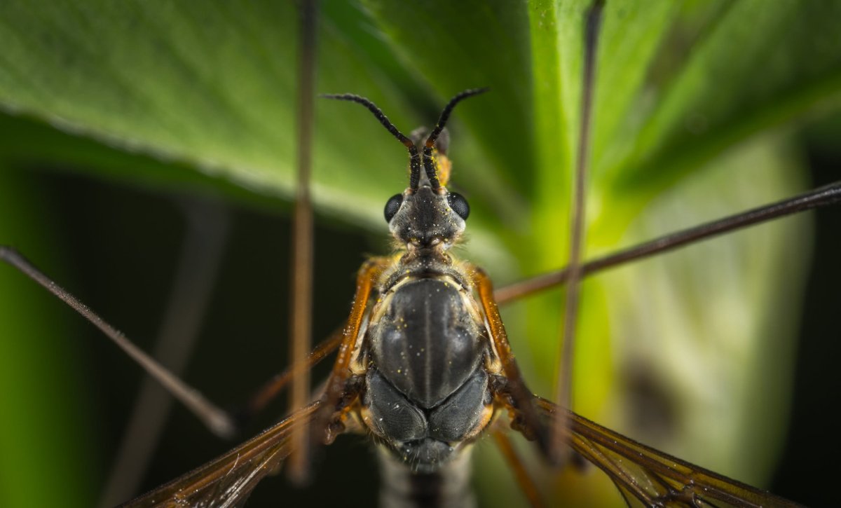 Крупные летающие насекомые